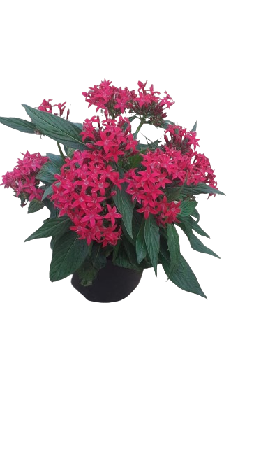 Pentas Star Assorted 15cm