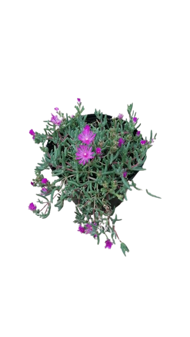 delosperma Early Bird 15CM various