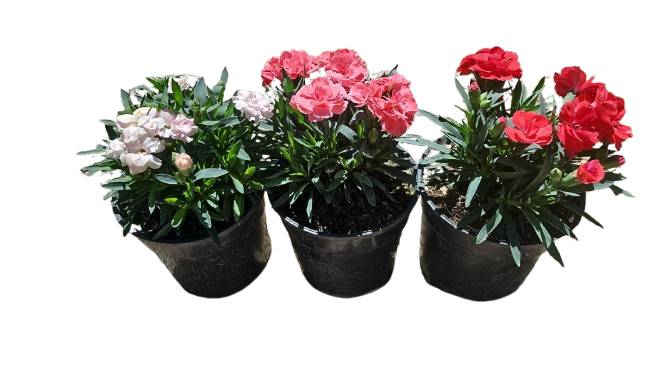 Dianthus Caryophyllus 'Oscar' - 14cm