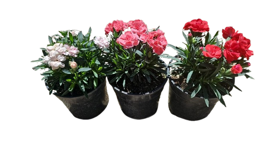 Dianthus Caryophyllus 'Oscar' - 14cm