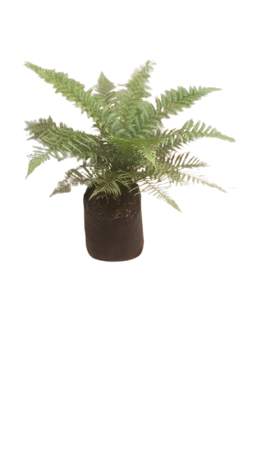 Dicksonia Antartica (Fibrosa Fern) 20L