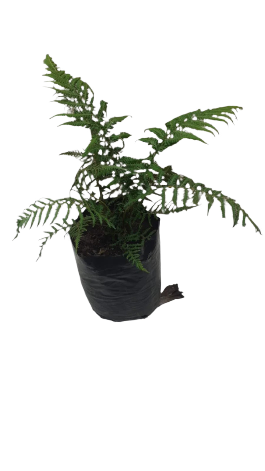 Dicksonia Antartica 6L