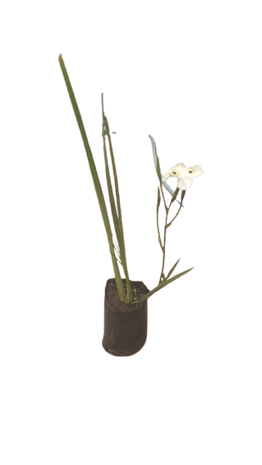 Dietes Various 1.5l