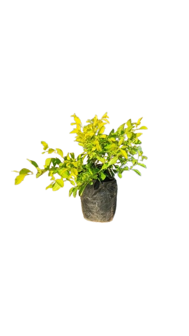 Durantha - Gold (Sheena's Gold) 1L