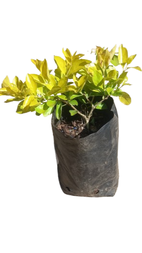 Duranta Sheena Gold 1.5l
