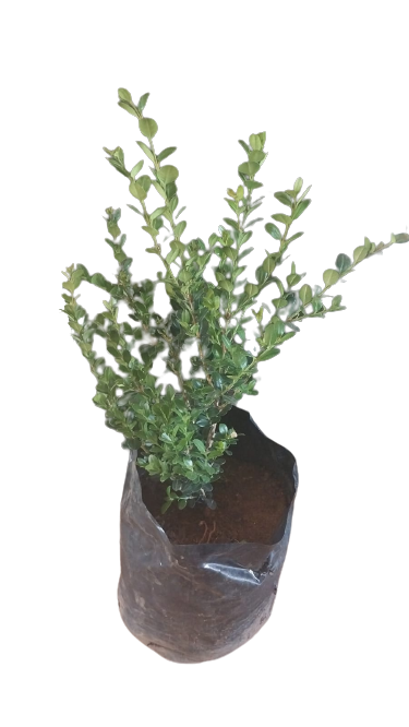 Buxus 10L
