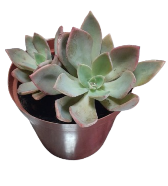 Echeveria Pink 12CM
