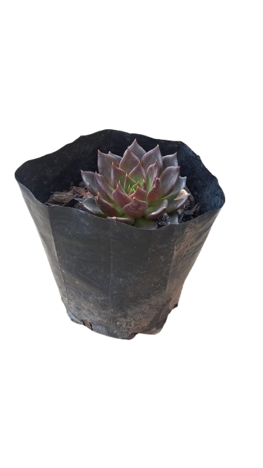 Echeveria Black Prince 2.5L