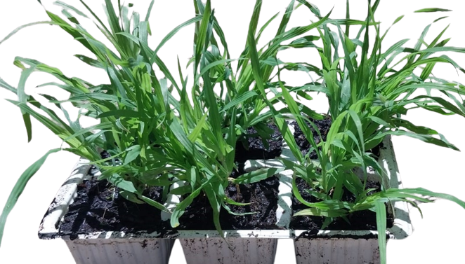 LM Grass Berea 6 Pack Seedling Tray