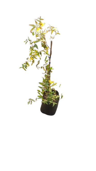 Gelsemium Sempervirens- Yellow Jasmine 10L