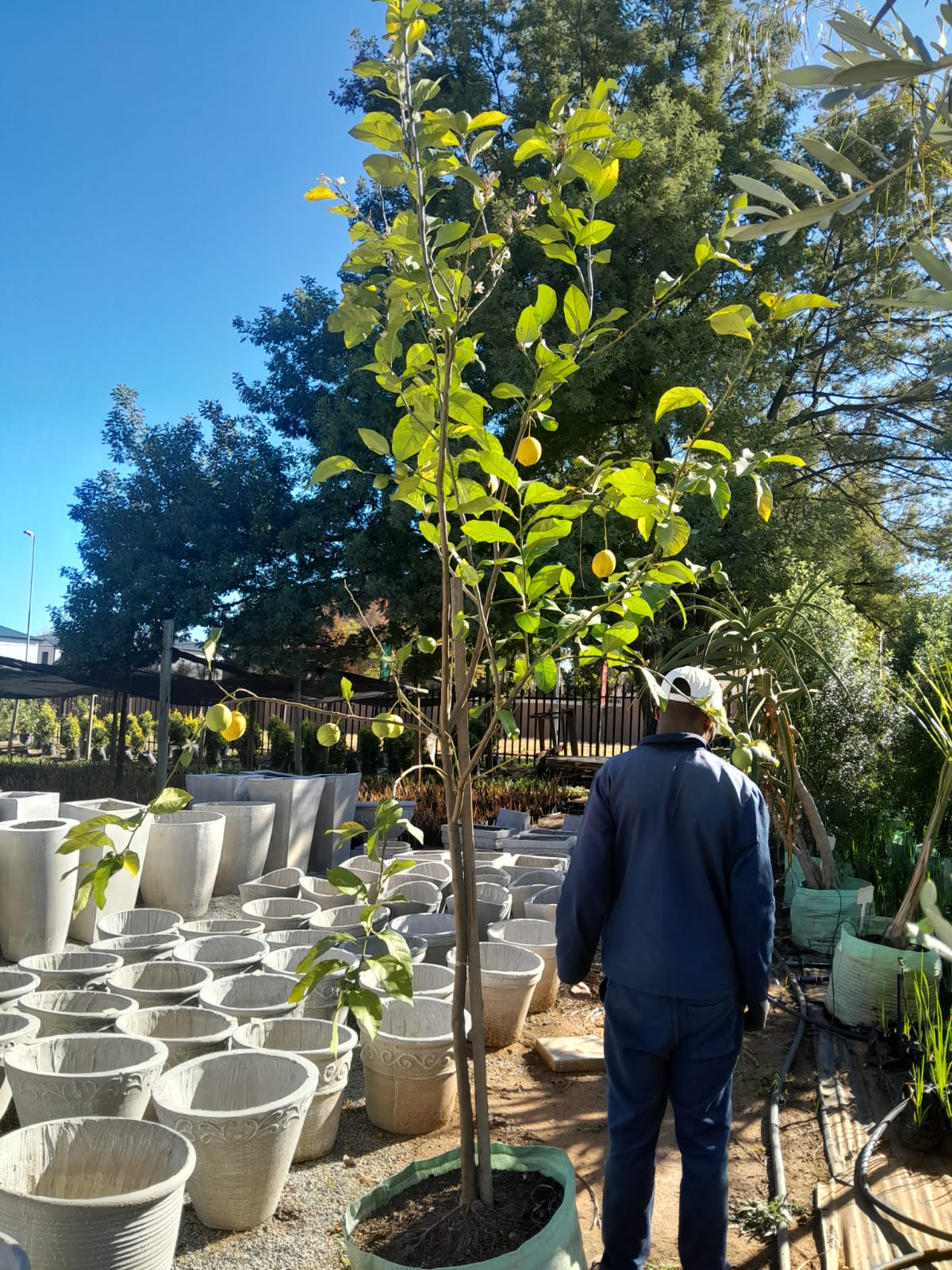 Citrus Lemon Eureka 100L