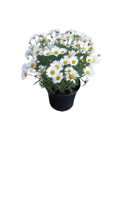 Argyranthemum Assorted 17cm