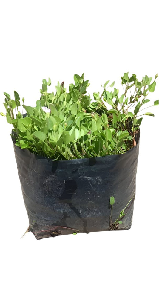 Falkia Repens 3L
