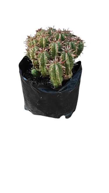 Euphorbia Ferox 2L