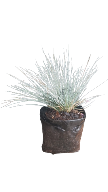 Festuca Blue 2L