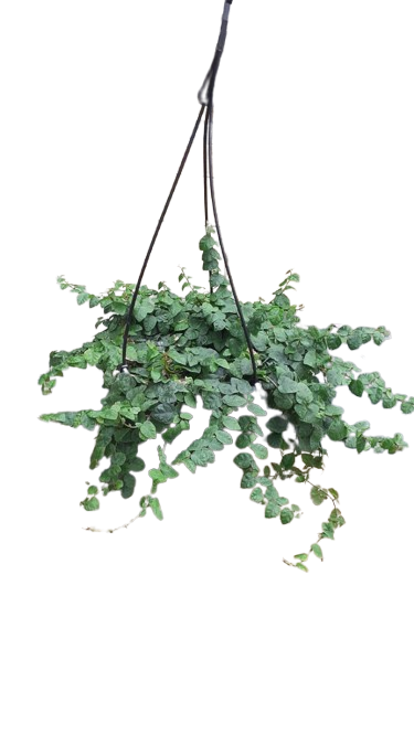 Ficus Pumila Green 20cm Hanging Basket