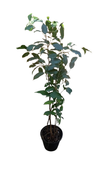 Ficus Benjamina 15cm