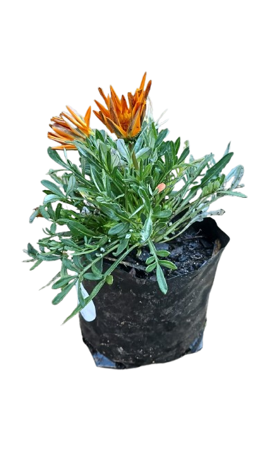 Gazania Assorted 3L