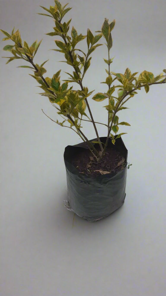Duranta Goldmine 10L