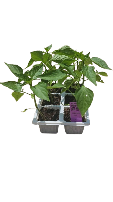 Sweet Green Pepper - 6 Pack Seedling Tray