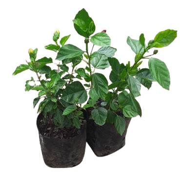 Hibiscus Bush 4L