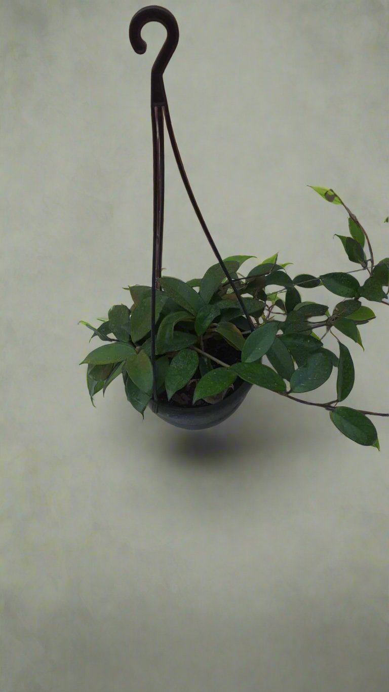 Hoya Carnosa pubicalyx 16HB