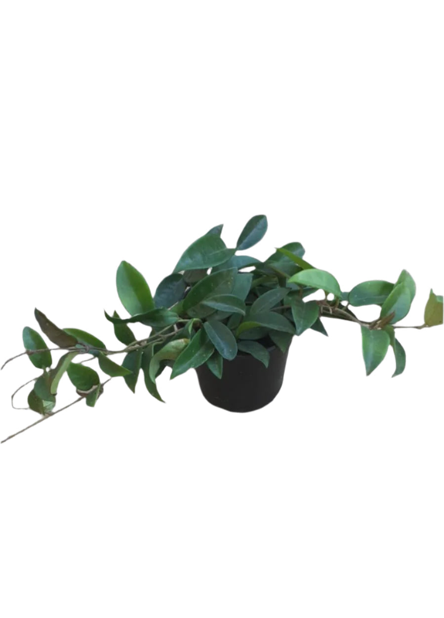 Hoya Carnosa Green 14CM