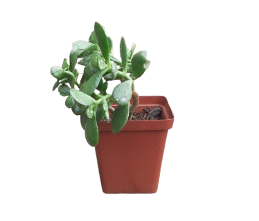 Jade Plant 12cm