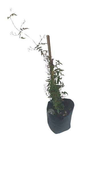Jasminium Polyanthemum 10L