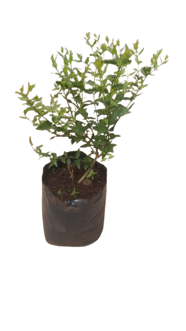 jasminum multipartitum 10L