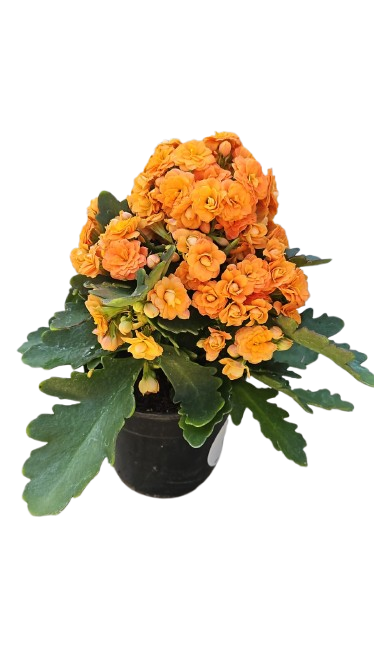 Kalanchoe bloss ' Calandiva' 12cm