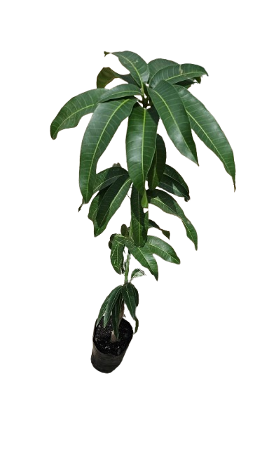 Mango Kent 5L