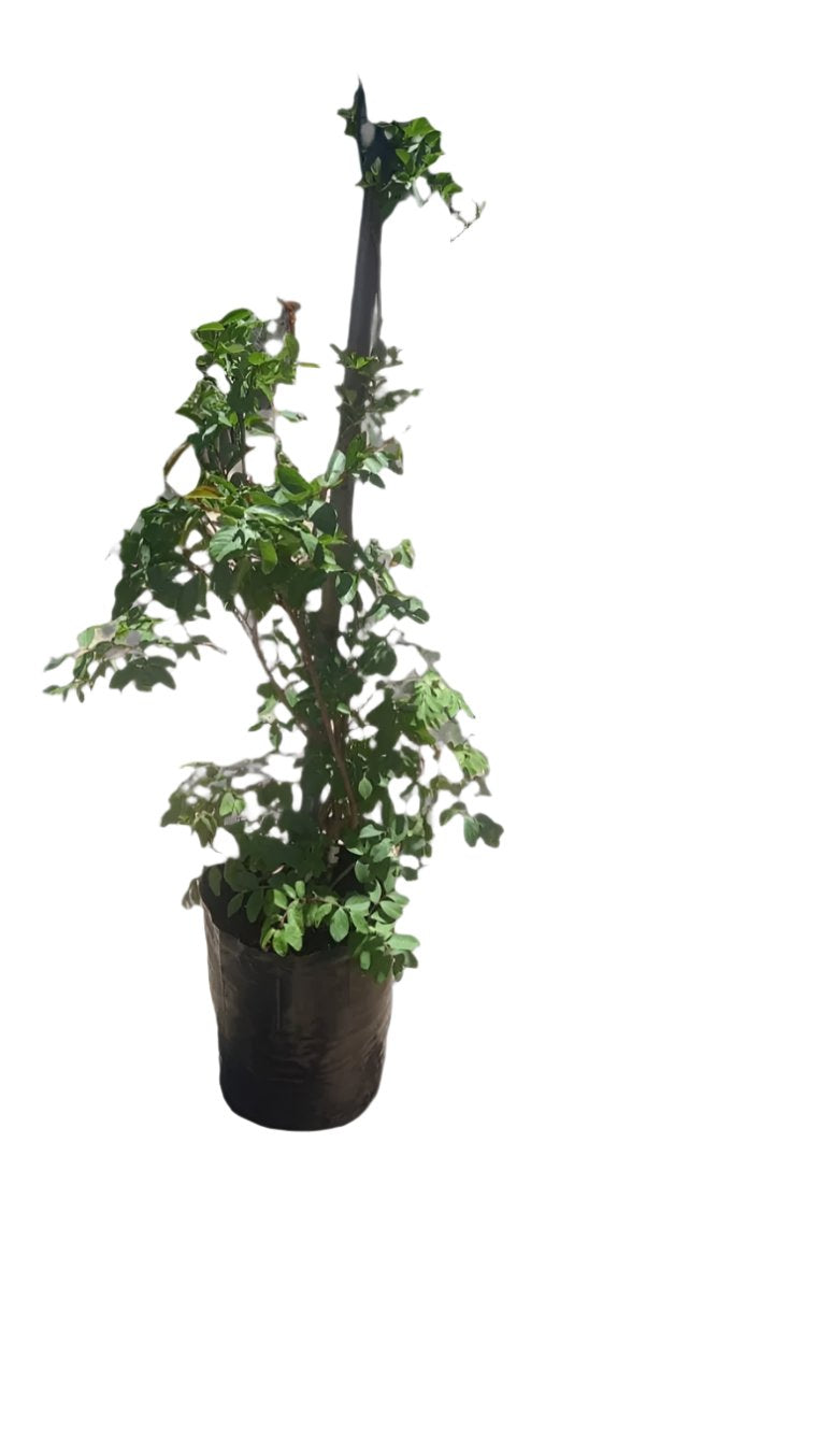 Lagerstroemia Indica Various 20L