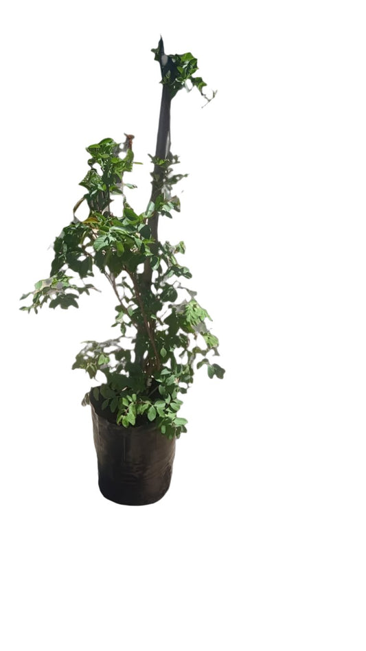 Lagerstroemia Indica Various 20L