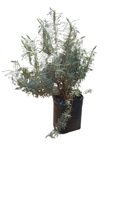 Lavandula Augustifolia 10L