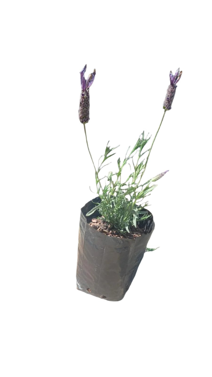 Lavandula Stoechas 2.5L