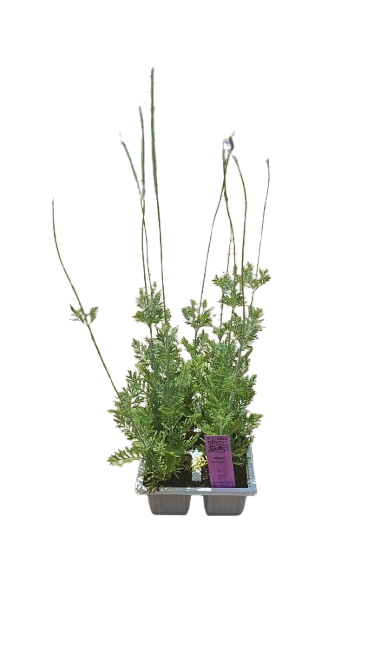 Lavender Multifida Seedlings - 6 Pack