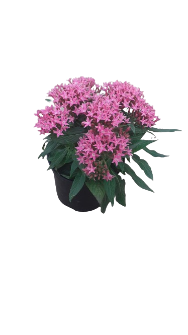 Pentas Star Assorted 15cm