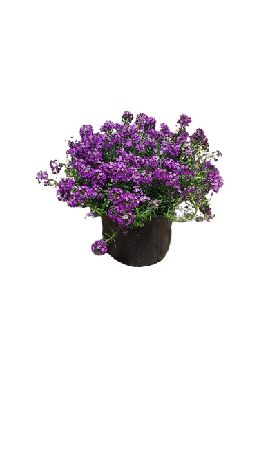 Lobularia Easy Breeze Purple 17cm