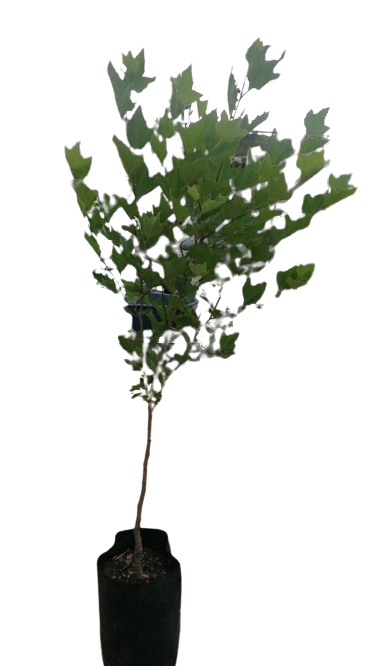 London Plain tree 20L