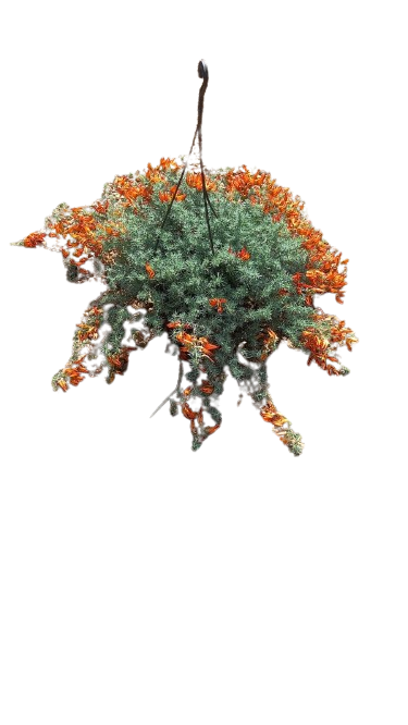 Lotus Berthelotii Orange Hanging Basket - 20CM