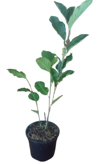 Magnolia Soulangeana 17cm