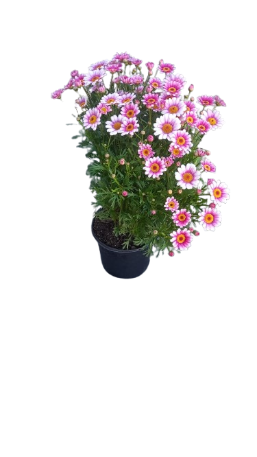 Argyranthemum Assorted 17cm