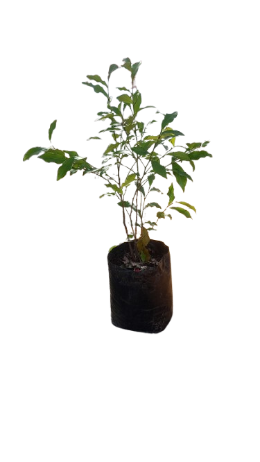 Michelia Fuscata - Port Wine Magnolia 10L