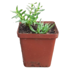 Mixed Succulent 12CM