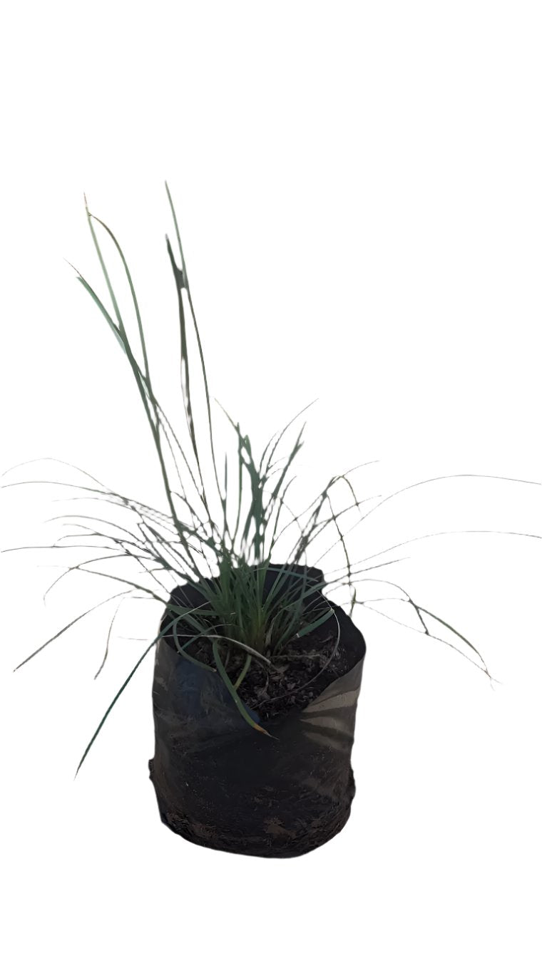 Mondo Tall 3L