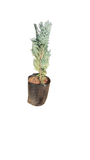 Cuppressus Juniperus Scopulorum (Moonglow) 10L