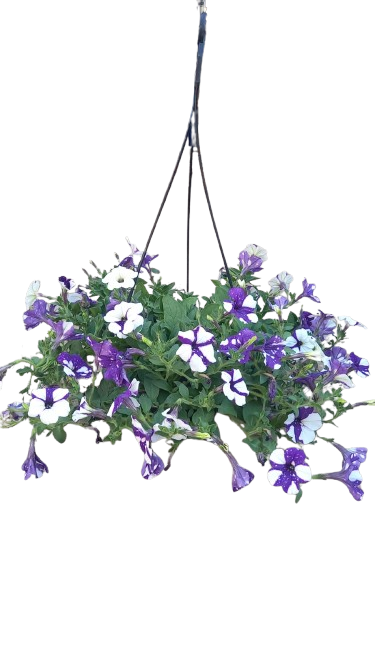 Petunia 20cm Various