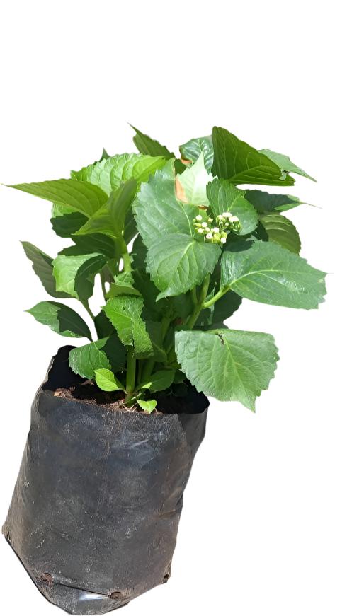 Hydrangea Assorted 5L