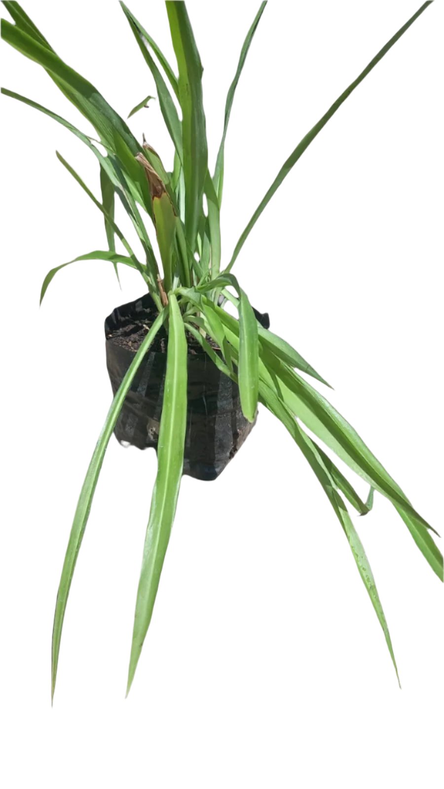 Chlorophytum Comosum Various 3L